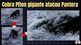 Cobra Píton gigante atacou Pantera | Biólogo Henrique