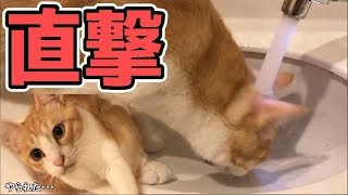 【衝撃映像】猫の頭に水が直撃ずぶ濡れになってしまうが・・・