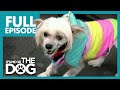 The Dog From Hell: Tallulah | Full Episode | It's Me or the Dog の動画、YouTube動画。