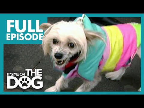 Video: Puppy Hell: Puppy Mills'in Korkuları