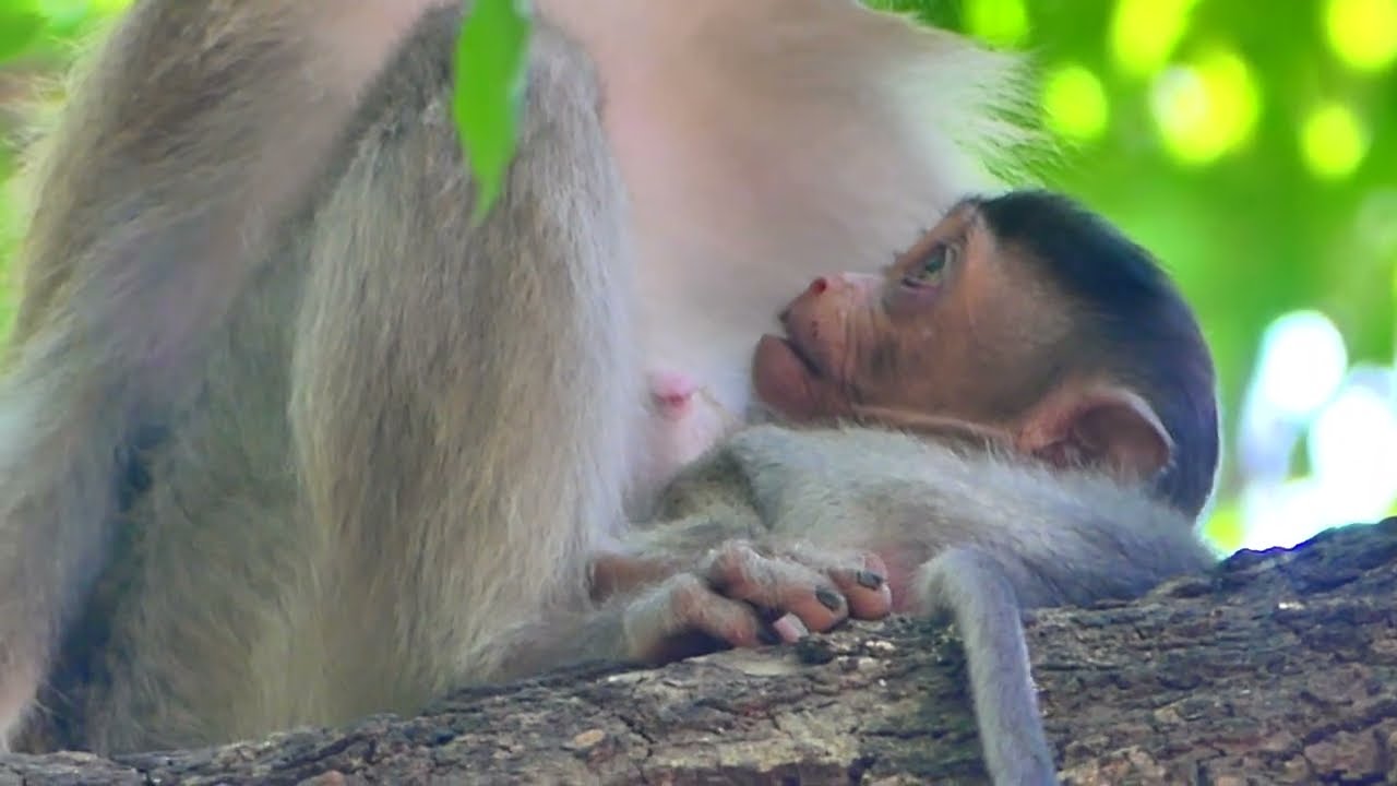 Poor, Little Monkey SADA feels sad