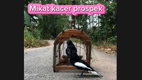 Pikat burung kacer dapet yg prospek mas bro
