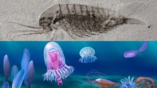 The Qingjiang biota - Cambrian fossils exquisitely preserved screenshot 5
