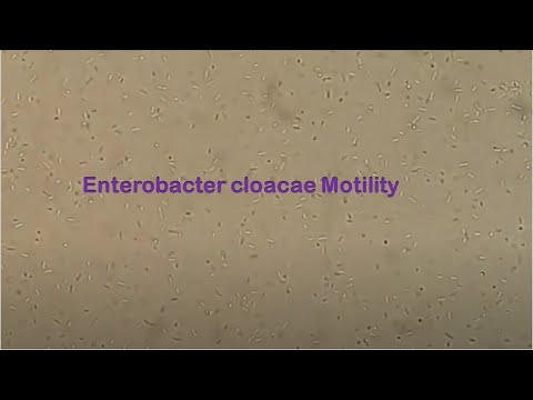 וִידֵאוֹ: האם enterobacter cloacae רירי?