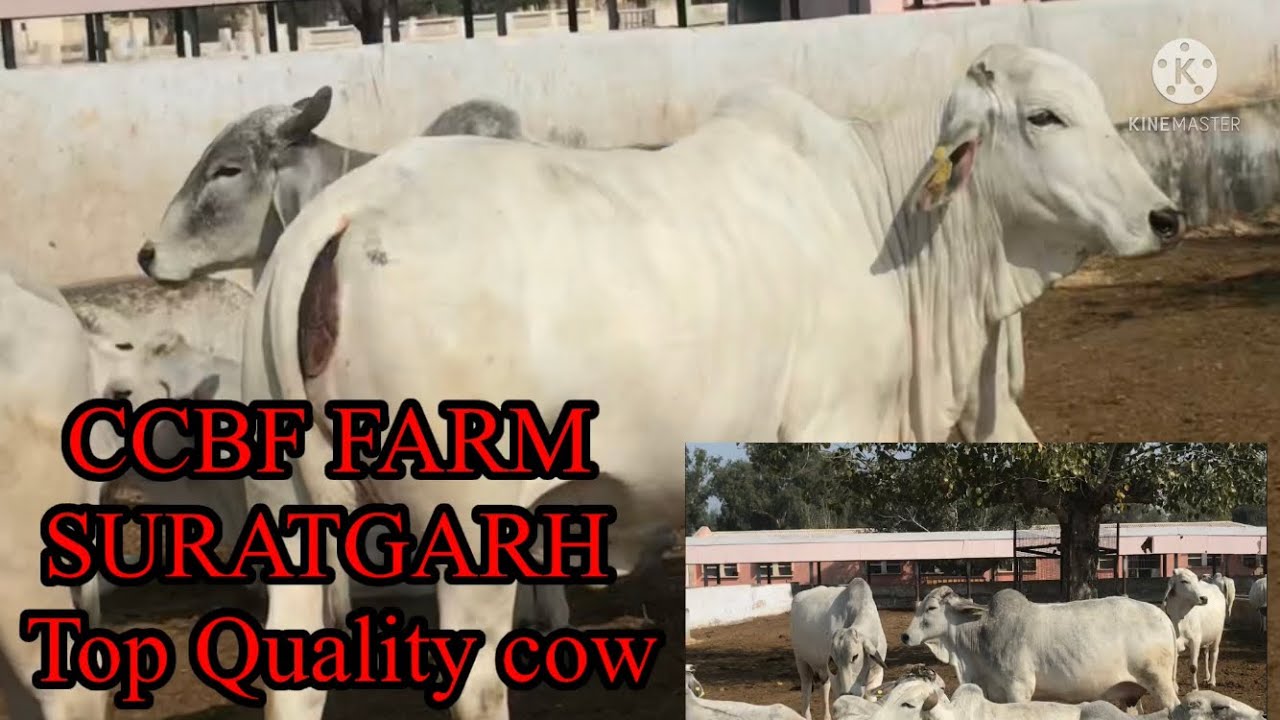 Ccbf farm surathgarh Heavy udder cow Top Tharparker cow in India 