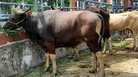 Sapi Jumbo, suara sapi Sapi Moo, Sapi Bali, Sapi Lucu, Sapi Joget, Lembu, kambing lucu, kambing mbek