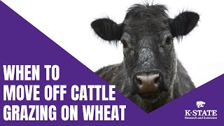 When to Move Off Cattle Grazing on Wheat