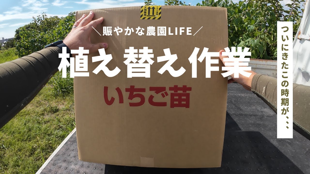 【農園LIFE】いちご栽培はじまるよ　ポットに鉢上げ植え替え編
