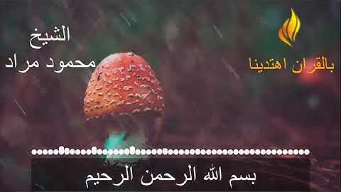 الشيخ محمود مراد سورة(التكوير+الانفطار+المطففين) تلاوة هادئة مرتلة