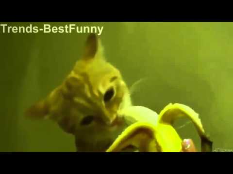  Video  Lucu  Banget  bikin  ngakak  Hewan  DOGS CATS YouTube