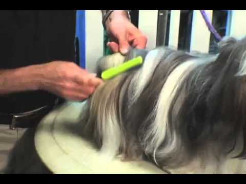 Grooming Tips From FURminator - Petco Grooming