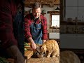 #wildlife #cooking #deeplearning #artificialintelligence #cat #funny #funny_cats #lifeisbutadream