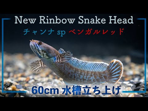 レッドスネークヘッド　60cm弱　引取り hqdefault.jpg