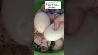 Perbedaan Telur Ular Dengan Telur Ayam Biasa