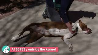 Astro A165933 by Santa Fe Animal Shelter 116 views 1 month ago 36 seconds