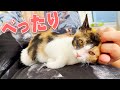 【衝撃】保護された初日から飼い主にデレデレの捨て子猫がこちら