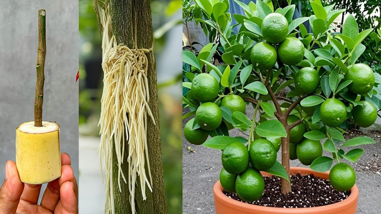 Advanced lemon growing techniques help increase fruit yield, bringing the highest economic efficienc