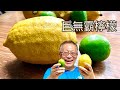 【cc字幕】巨無霸檸檬開箱/香水檸檬到底是不是檸檬？香水檸檬V S一般檸檬