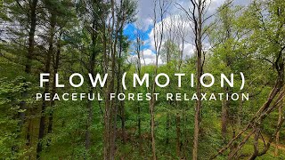 Forest Relaxation Sounds with Birds Chirping (FlowMotion)