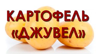 Обзор сорта картофеля 