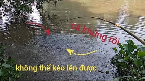 Câu Cá Rô Đồng/cá kéo muốn gãy cần, run tay cá quá bự luôn..#cauca#cauca @tanhungmientay