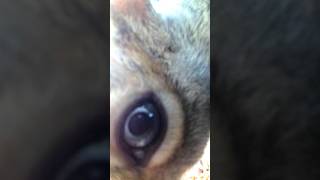 Squirrel w/ Beautiful Blue Eyes #squirrelgang #squirrel #squirrelfriends