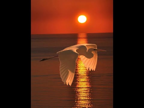 ბეჭების, მხრების,ფილტვებისა და სუნთქვის  გასახსნელი სავარჯიშოები