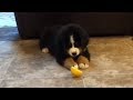 Puppy has adorable reaction to dreaded lemon slice