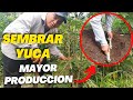 Cómo SEMBRAR YUCA Forma CORRECTA para tener [ Mayor Producción ]