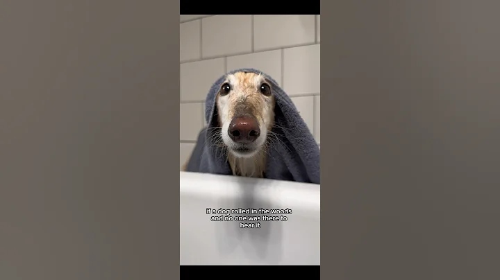why so stinky, part 2 #bathtime #cutedogs #wetdog #dogtok #dogsofyoutube #fyp #silkenwindhound
