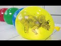 How to make dinosaur ice eggs at home