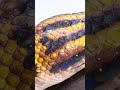 view 🐍 This rainbow legend is absolutely beautiful! 🌈 Smithsonian Channel #WorldSnakeDay #Shorts digital asset number 1