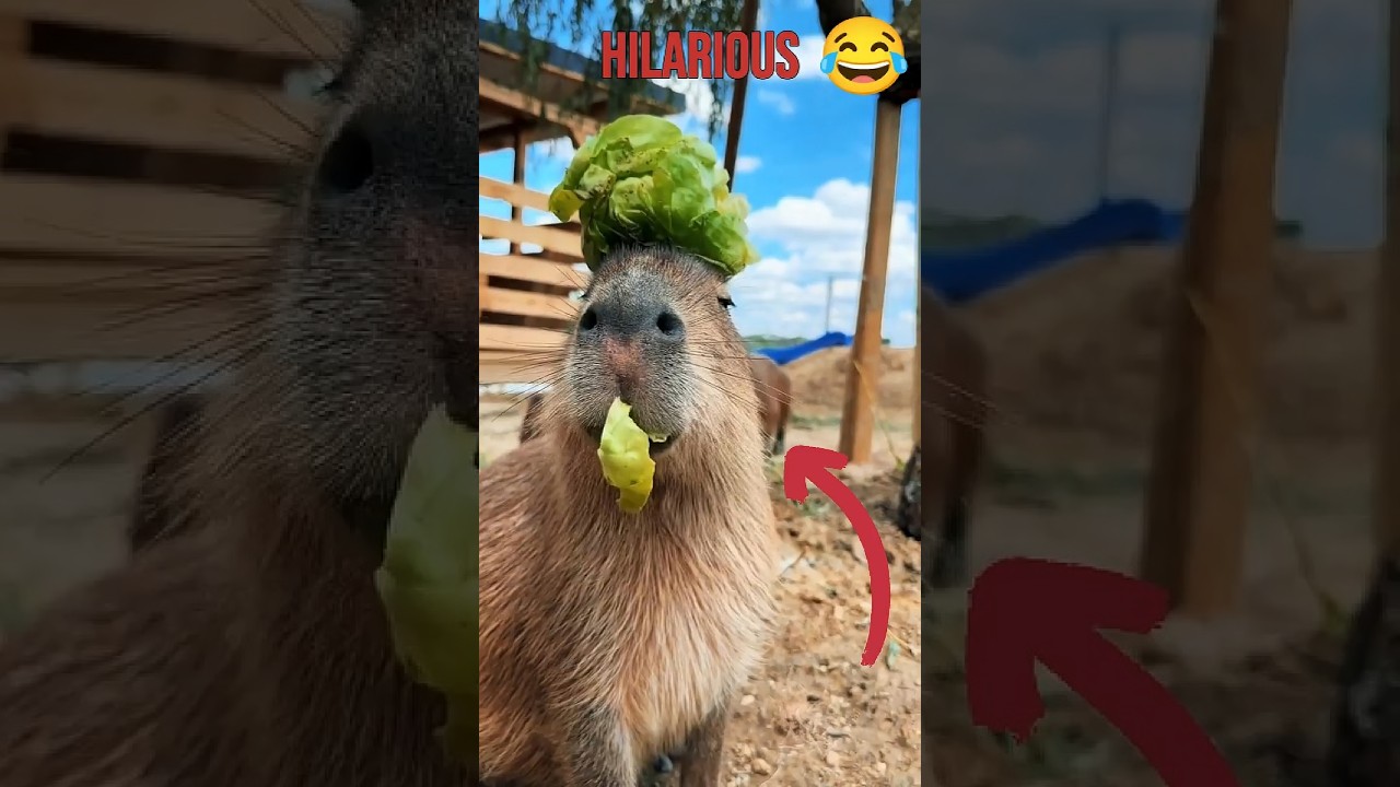 Top 4 Funniest Capybara Moments You Can’t Miss! 