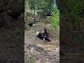 Entok pun pandai bergaya waktu divideo