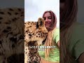 この映像を見れば一目瞭然!チーターは実は猫よりも人懐っこいんです!