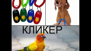 что такое КЛИКЕР. Обучение/ ДРЕССИРОВКА ЖИВОТНЫХ . Как работать с кликером что такое КЛИКЕР. Обучение/ ДРЕССИРОВКА ЖИВОТНЫХ . Как работать с кликером