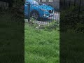little squirrel comes back for lunch #naturelovers #nature