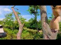 ときわ動物園について（TOKIWA ZOO VR Video)