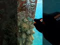 Scraping Big Barnacles on the Keel. #workhard #dive #ship #mergulho #satisfyingvideo #asmr
