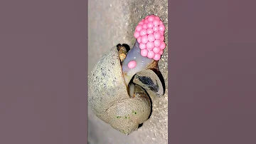 Golden apple snails lay lovely pink eggs 😍 | Tropical Forest Bees