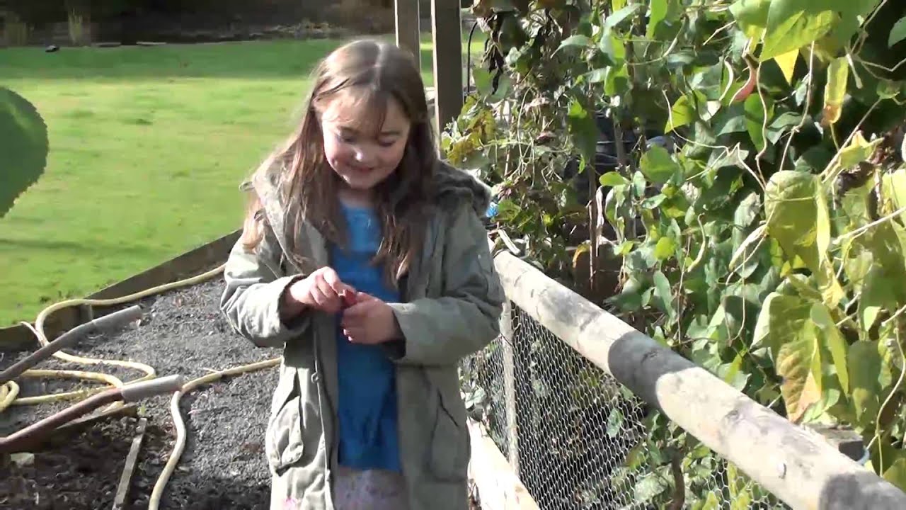 Milly Harvests Borlotto Beans