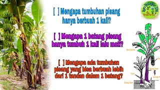 Tahukah Kamu mengapa Tumbuhan Pisang hanya berbuah 1 kali? | 'Pohon' Pisang