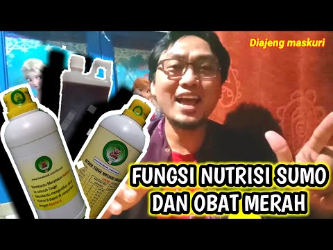 Fungsi Dan Manfaat Nutrisi Sumo Dan Obat Merah || Cara Bikin Toge #caramembuattoge