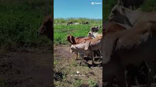 #vaquejada #haras #cavalo #pecuarista #musica #cavalos #nordeste #vaqueiro #sertanejo #fazenda