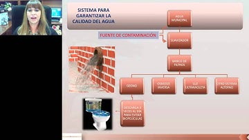 Yvonne Heuze de lcaza - Formation of Bacterial Biofilms