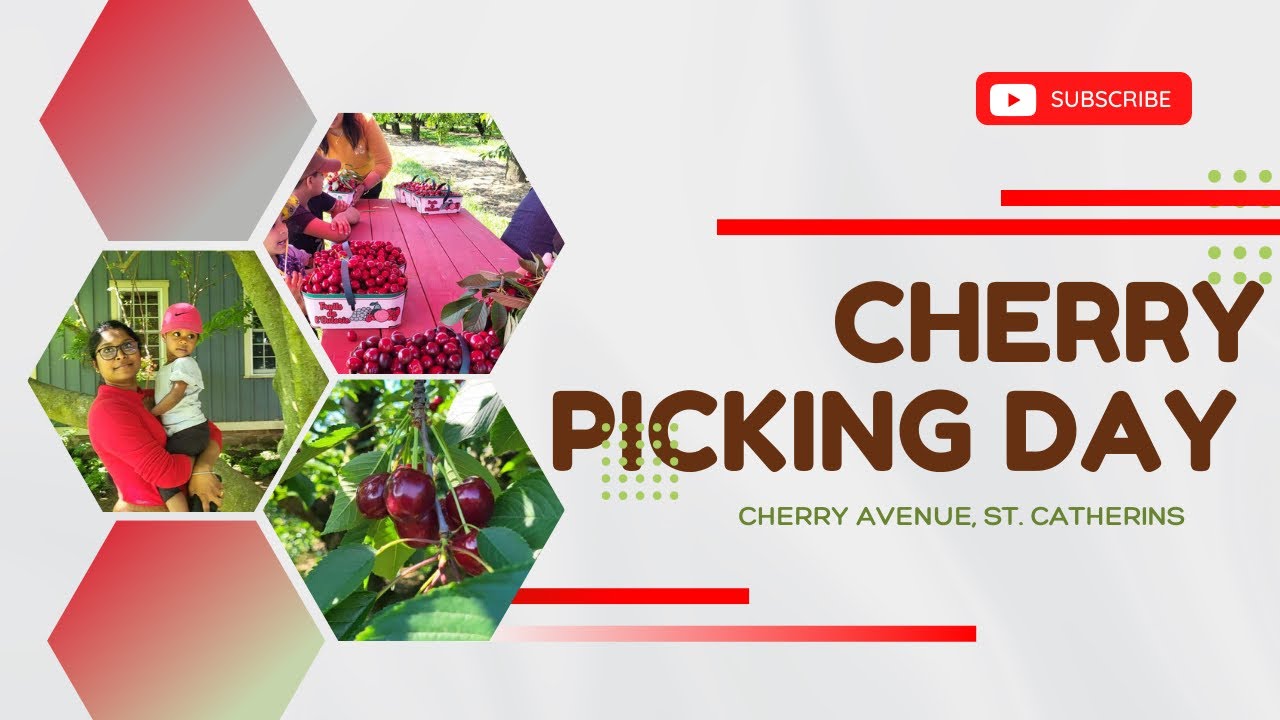 Pick your own cherries in cherry Avenue farms YouTube