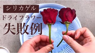 【失敗例】シリカゲルでドライフラワー作り｡