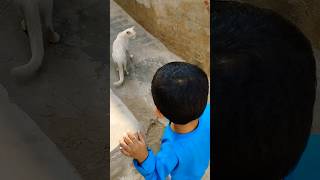 White Cat ki Khoobsurti 💖 | Amaan ka Cute Reaction #Amaan#WhiteCat#CuteShorts #Shorts#CatLovers
