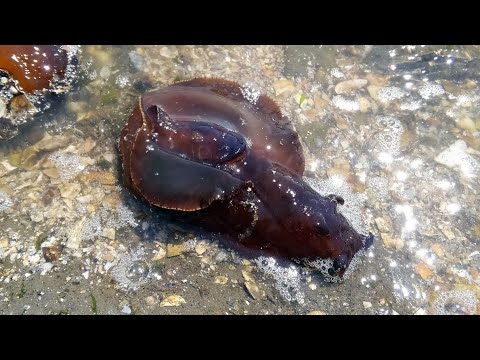 アマクサアメフラシ Aplysia Juliana 浦安水辺の生き物図鑑 Youtube