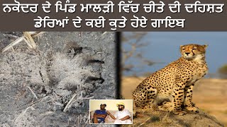 Leopard enters Indian Village in Jalandhar, Nakodar, Malri Sahib Punjab, Attacks dog | नकोदर तेंदुआ